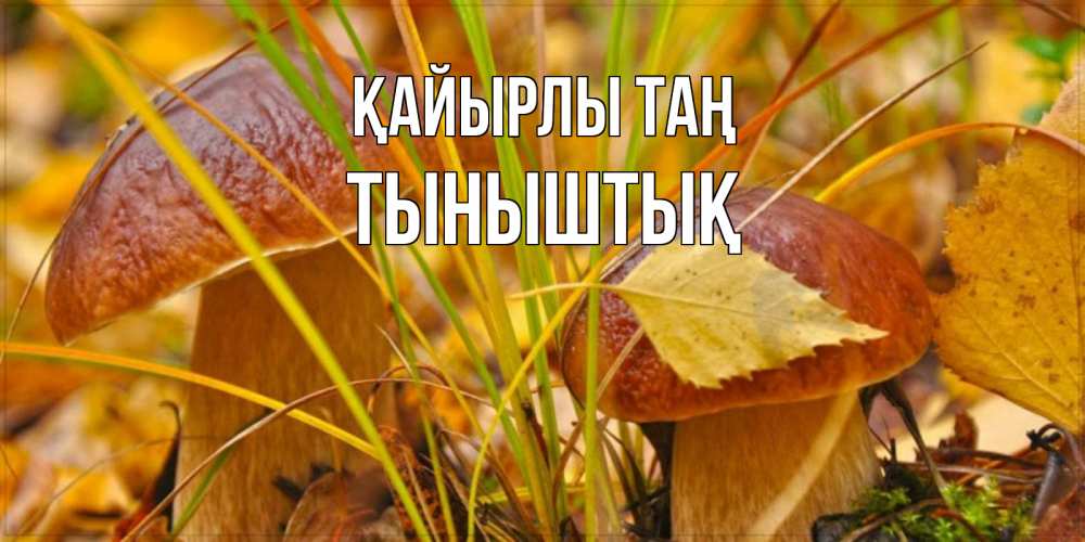 Күн сайын ашық хат с именем, ТЫНЫШТЫҚ Қайырлы таң осенние грибы Онлайн тегін жүктеп алу тілектері бар керемет карта 