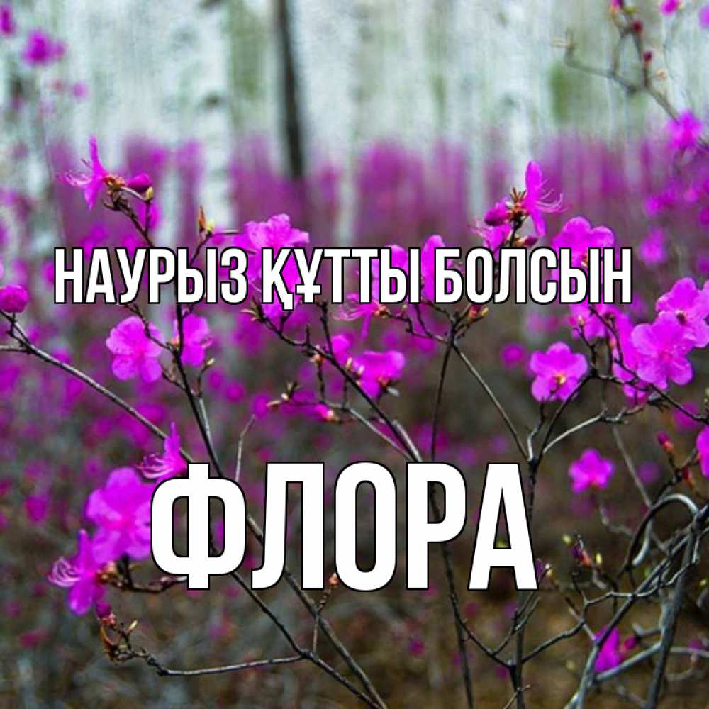 Күн сайын ашық хат с именем, Флора Наурыз құтты болсын дикие цветы Онлайн тегін жүктеп алу тілектері бар керемет карта 