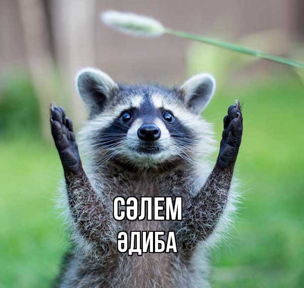 Күн сайын ашық хат с именем, ӘДИБА Сәлем животные Онлайн тегін жүктеп алу тілектері бар керемет карта 