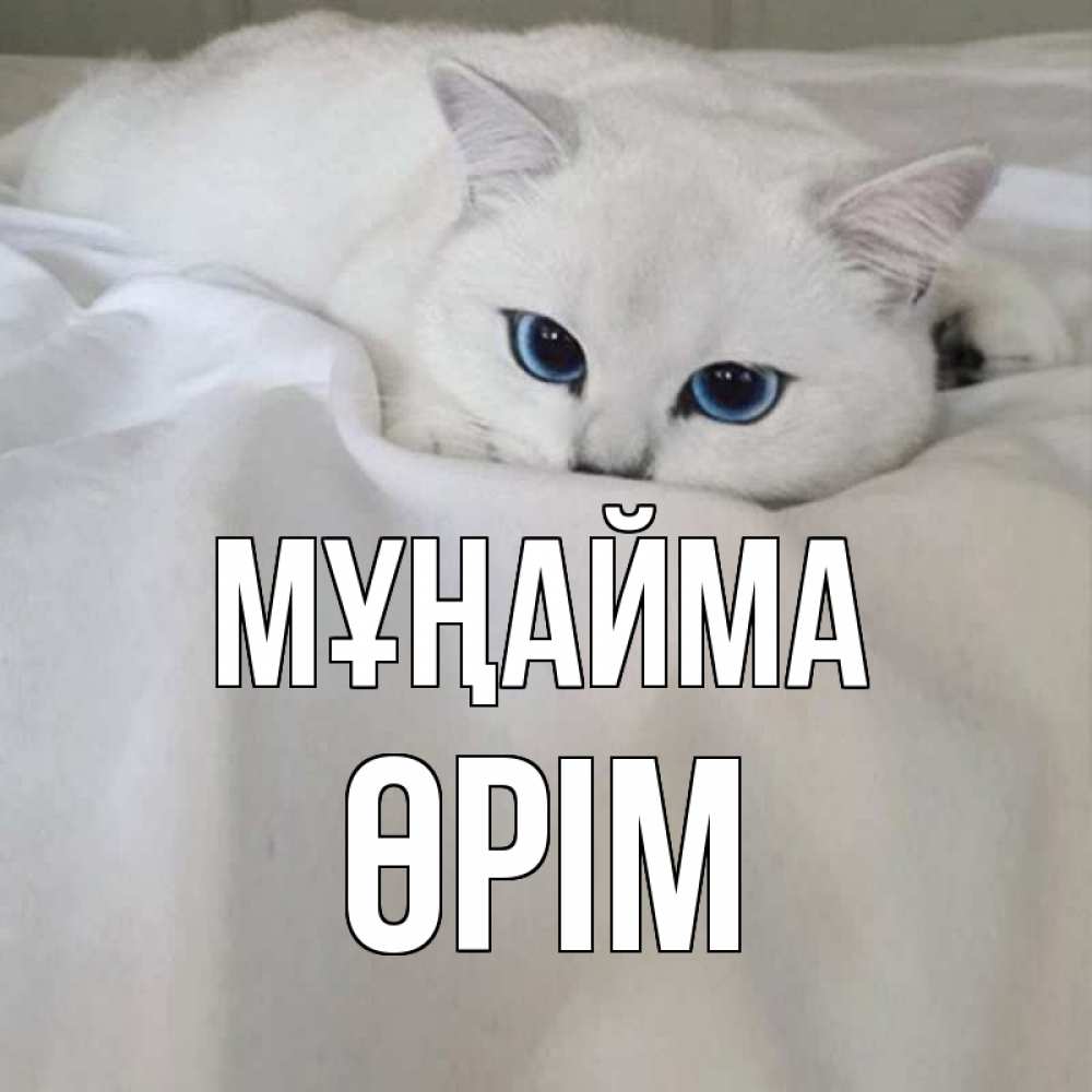 Күн сайын ашық хат с именем, ӨРІМ Мұңайма белый кот с голубыми глазами на белоснежной кровати Онлайн тегін жүктеп алу тілектері бар керемет карта 