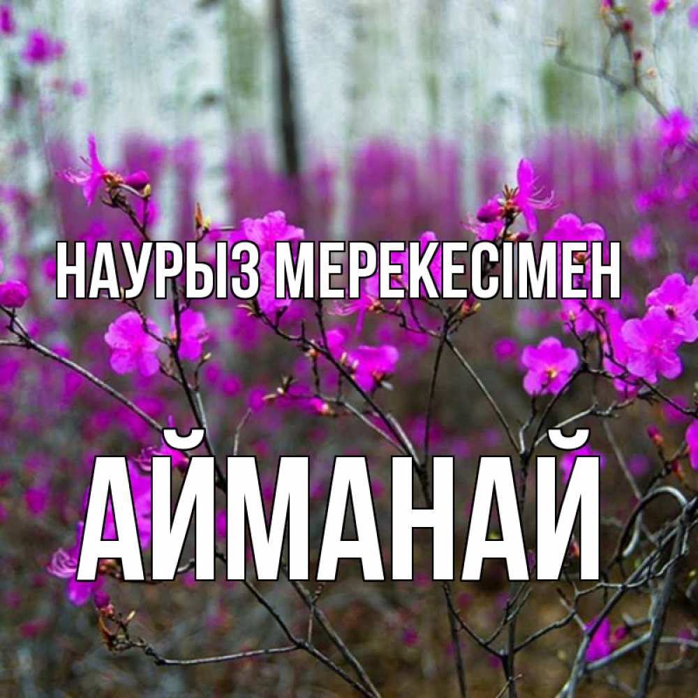 Күн сайын ашық хат с именем, Айманай Наурыз мерекесімен дикие цветы Онлайн тегін жүктеп алу тілектері бар керемет карта 