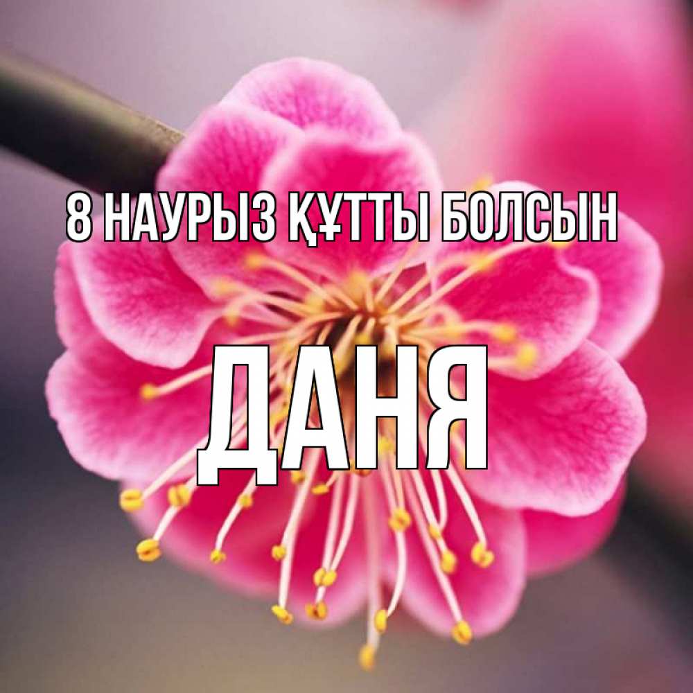 Күн сайын ашық хат с именем, Даня 8 наурыз құтты болсын цветы Онлайн тегін жүктеп алу тілектері бар керемет карта 