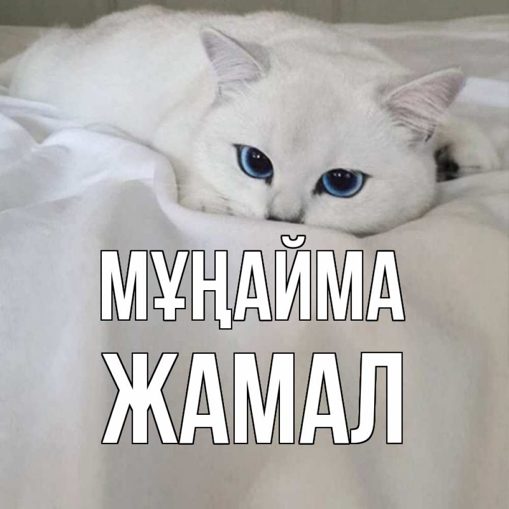 Күн сайын ашық хат с именем, ЖАМАЛ Мұңайма белый кот с голубыми глазами на белоснежной кровати Онлайн тегін жүктеп алу тілектері бар керемет карта 