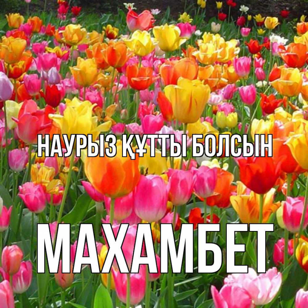 Күн сайын ашық хат с именем, МАХАМБЕТ Наурыз құтты болсын на наурыз  ура ура Онлайн тегін жүктеп алу тілектері бар керемет карта 