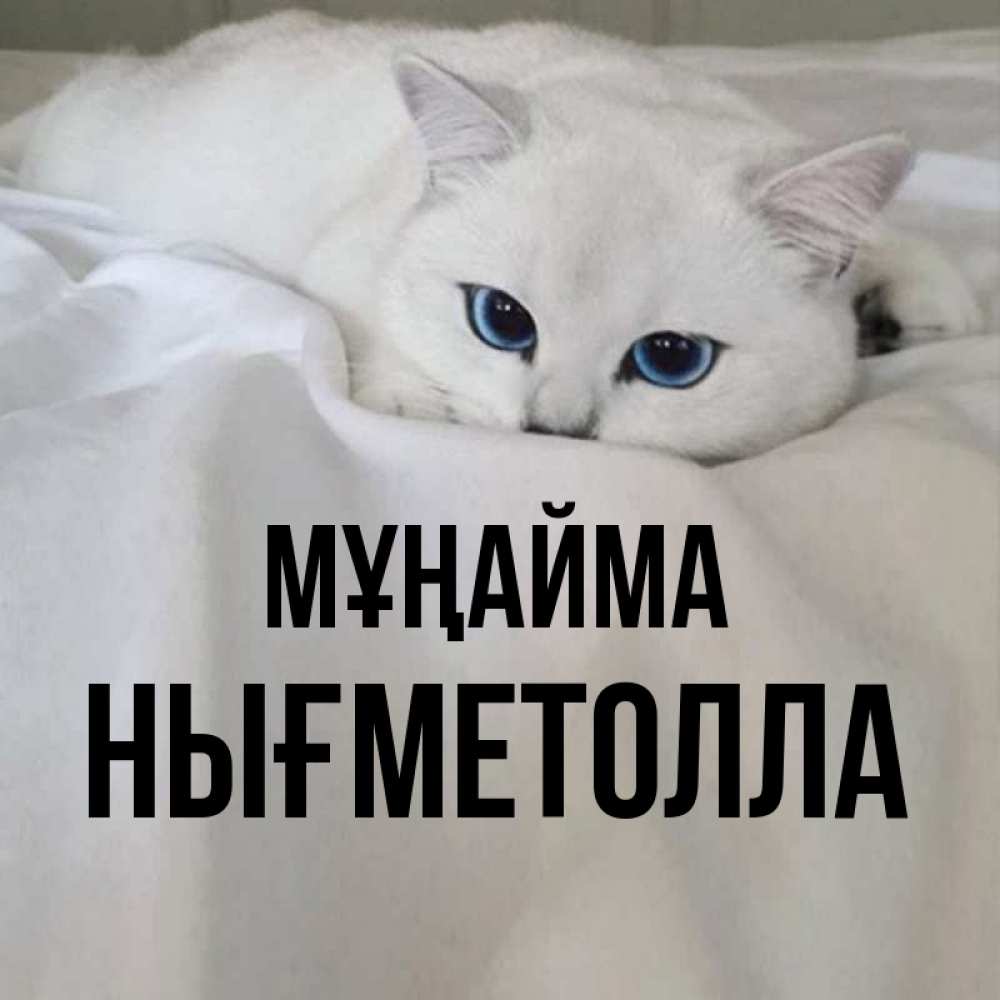 Күн сайын ашық хат с именем, НЫҒМЕТОЛЛА Мұңайма Голубоглазая кошка Онлайн тегін жүктеп алу тілектері бар керемет карта 