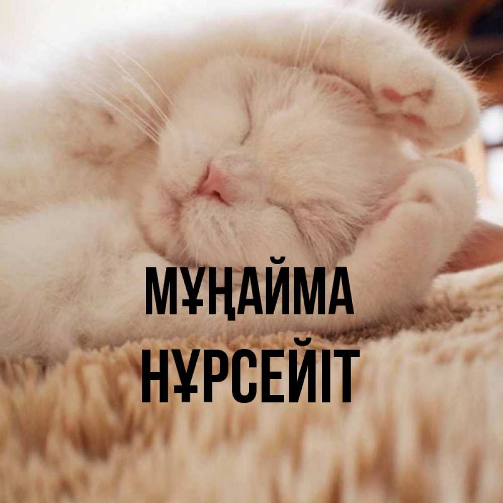 Күн сайын ашық хат с именем, НҰРСЕЙІТ Мұңайма Котенок спит Онлайн тегін жүктеп алу тілектері бар керемет карта 