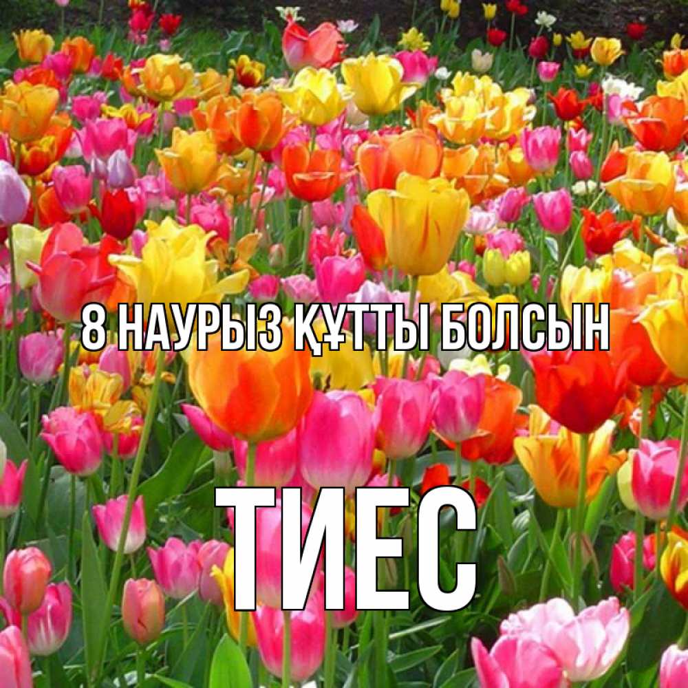 Күн сайын ашық хат с именем, ТИЕС 8 наурыз құтты болсын на международный женский день Онлайн тегін жүктеп алу тілектері бар керемет карта 