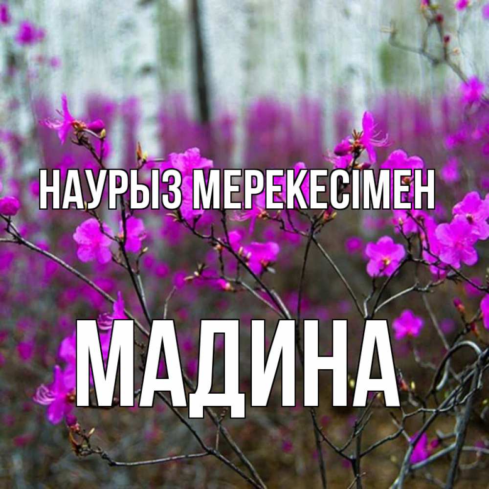 Күн сайын ашық хат с именем, Мадина Наурыз мерекесімен дикие цветы Онлайн тегін жүктеп алу тілектері бар керемет карта 