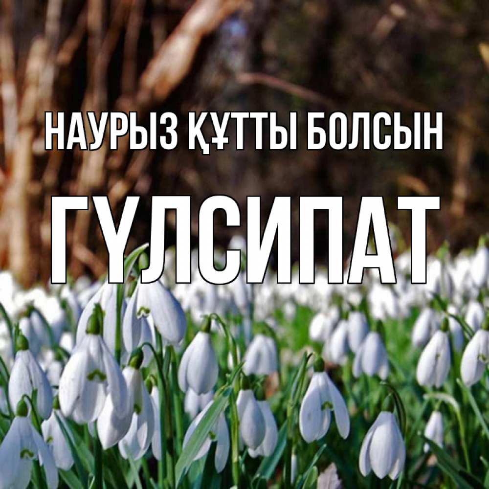 Күн сайын ашық хат с именем, ГҮЛСИПАТ Наурыз құтты болсын с подснежниками 1 Онлайн тегін жүктеп алу тілектері бар керемет карта 