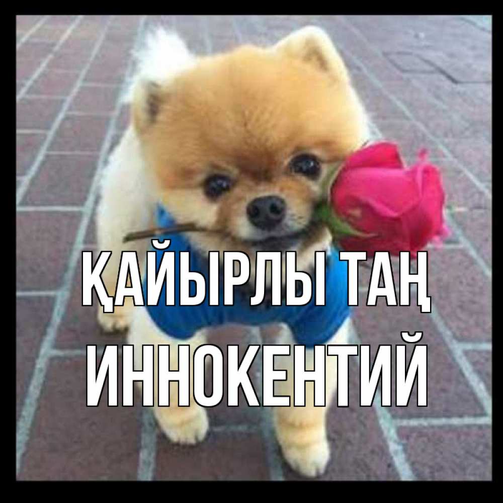 Күн сайын ашық хат с именем, Иннокентий Қайырлы таң роза в зубах Онлайн тегін жүктеп алу тілектері бар керемет карта 