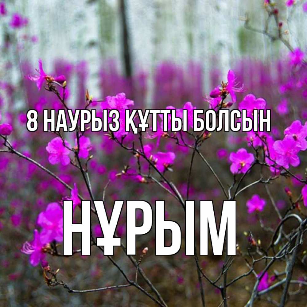 Күн сайын ашық хат с именем, Нұрым 8 наурыз құтты болсын дикие цветы Онлайн тегін жүктеп алу тілектері бар керемет карта 