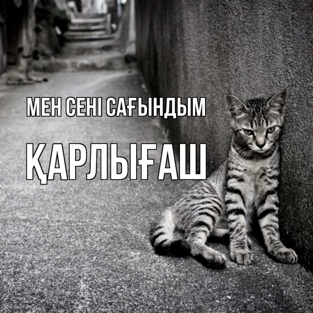 Күн сайын ашық хат с именем, ҚАРЛЫҒАШ Мен сені сағындым одиноко котику Онлайн тегін жүктеп алу тілектері бар керемет карта 