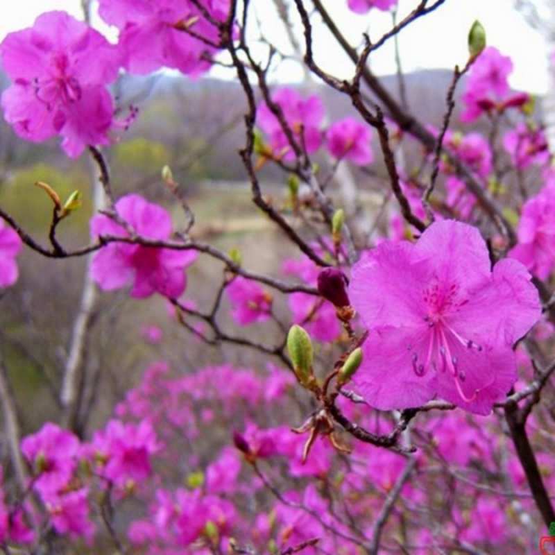 Открытка весенние цветы  международный женский день  8 наурыз құтты болсын 