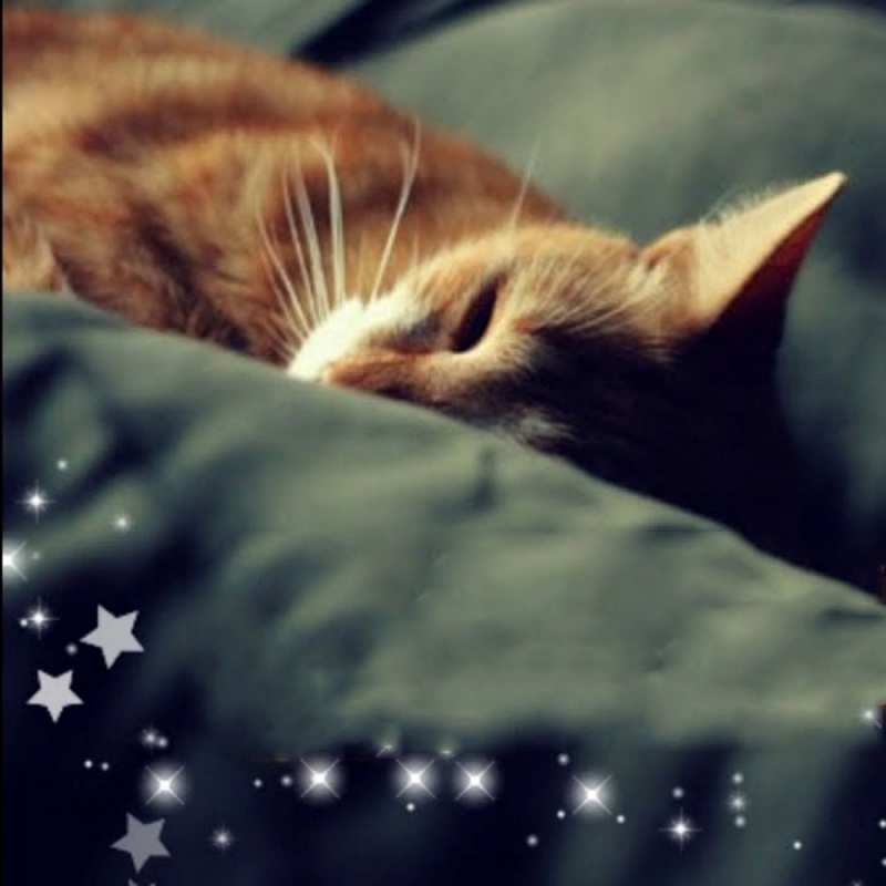 Открытка рыжий кот спит  кроватка  Қайырлы түн 