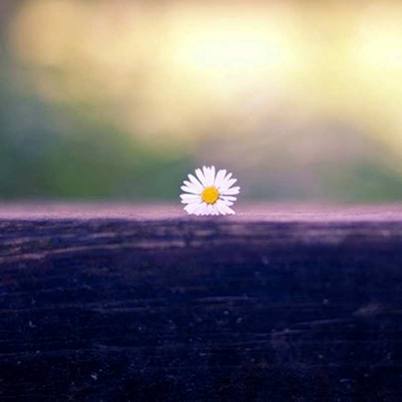 Открытка я тут одна как этот цветок  приходи в гости  Мен сені сағындым 