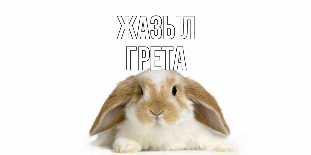 Күн сайын ашық хат с именем, Грета Жазыл вислоухий кролик белого и коричневого цвета Онлайн тегін жүктеп алу тілектері бар керемет карта 