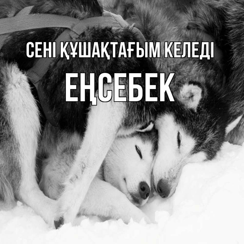 Күн сайын ашық хат с именем, Еңсебек сені құшақтағым келеді собачки в упряжке Онлайн тегін жүктеп алу тілектері бар керемет карта 