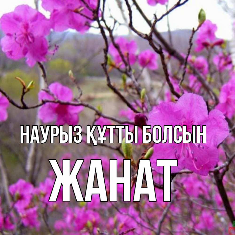 Күн сайын ашық хат с именем, Жанат Наурыз құтты болсын наурыз мейрамы кутты болсын Онлайн тегін жүктеп алу тілектері бар керемет карта 