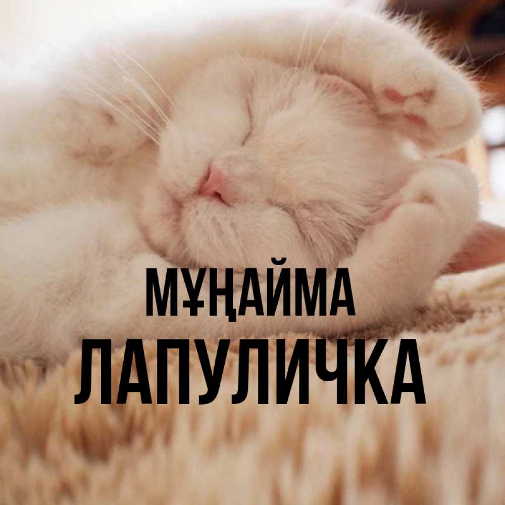 Күн сайын ашық хат с именем, Лапуличка Мұңайма Котенок спит Онлайн тегін жүктеп алу тілектері бар керемет карта 
