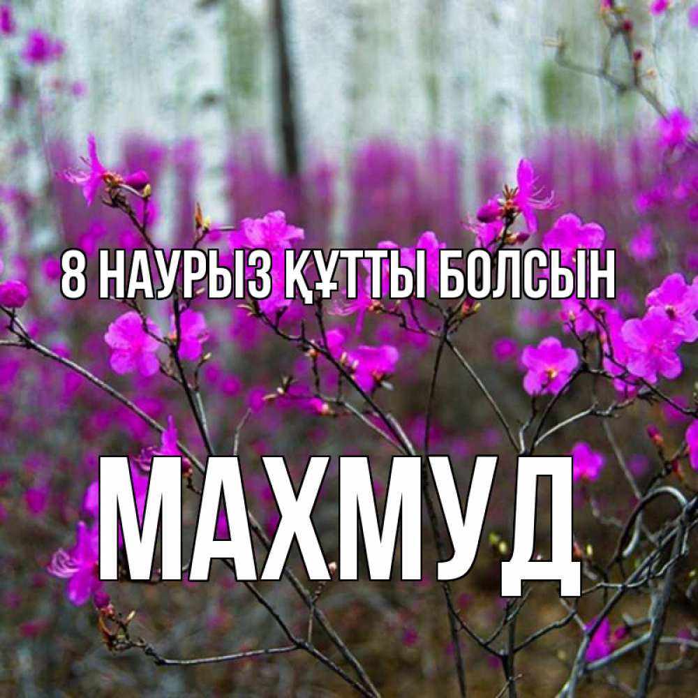Күн сайын ашық хат с именем, Махмуд 8 наурыз құтты болсын дикие цветы Онлайн тегін жүктеп алу тілектері бар керемет карта 