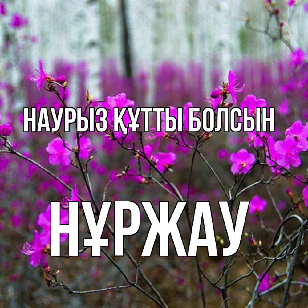 Күн сайын ашық хат с именем, НҰРЖАУ Наурыз құтты болсын дикие цветы Онлайн тегін жүктеп алу тілектері бар керемет карта 
