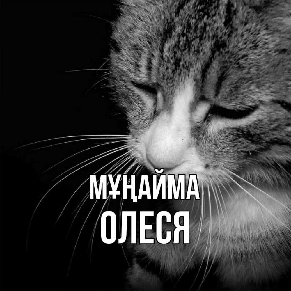 Күн сайын ашық хат с именем, Олеся Мұңайма грустный котик Онлайн тегін жүктеп алу тілектері бар керемет карта 