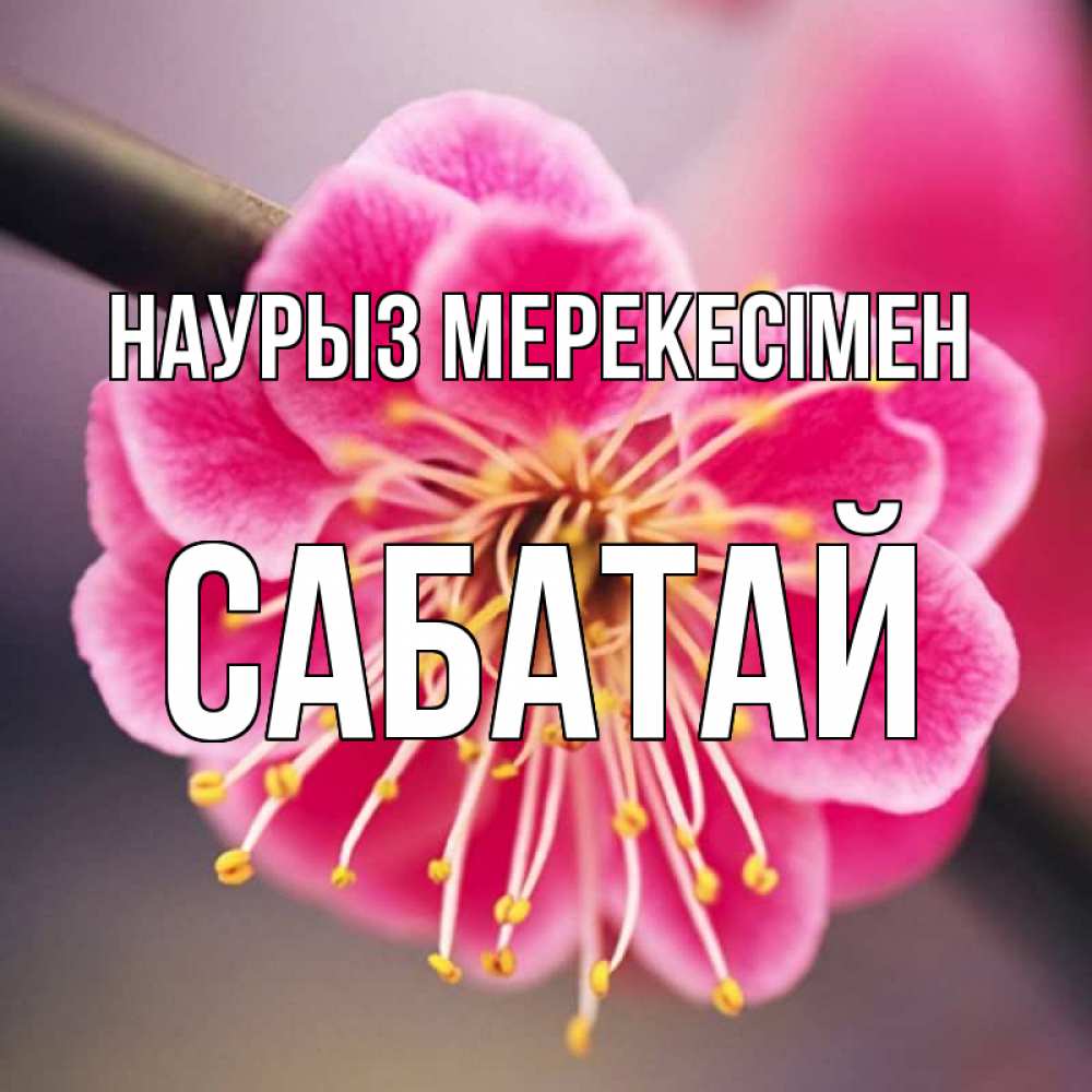 Күн сайын ашық хат с именем, САБАТАЙ Наурыз мерекесімен цветы Онлайн тегін жүктеп алу тілектері бар керемет карта 