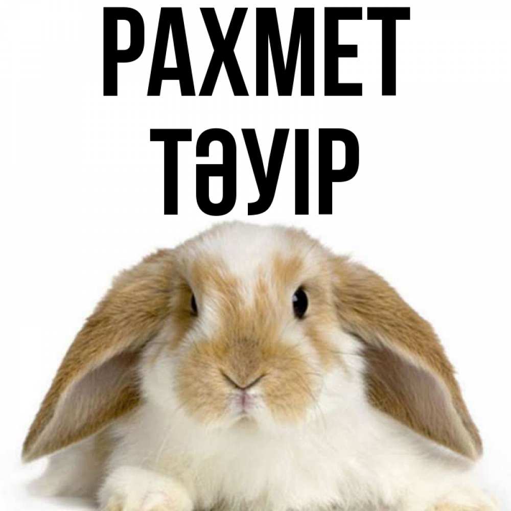 Күн сайын ашық хат с именем, ТӘУІР рахмет коричнево белый заяц Онлайн тегін жүктеп алу тілектері бар керемет карта 