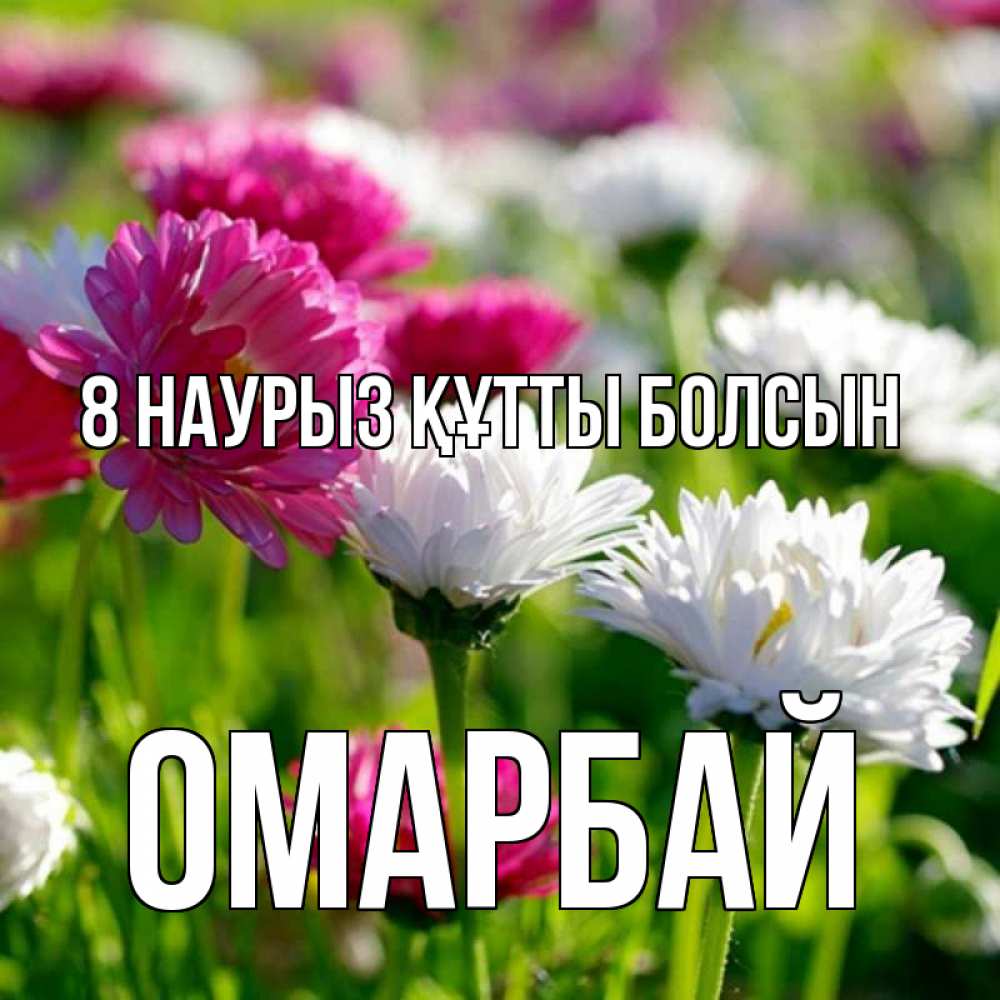 Күн сайын ашық хат с именем, ОМАРБАЙ 8 наурыз құтты болсын международный женский день 1 Онлайн тегін жүктеп алу тілектері бар керемет карта 