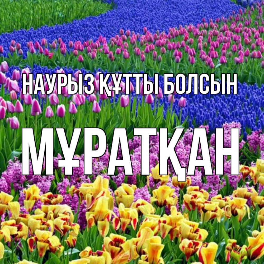 Күн сайын ашық хат с именем, Мұратқан Наурыз құтты болсын цветы Онлайн тегін жүктеп алу тілектері бар керемет карта 