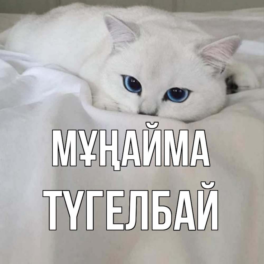Күн сайын ашық хат с именем, ТҮГЕЛБАЙ Мұңайма белый кот с голубыми глазами на белоснежной кровати Онлайн тегін жүктеп алу тілектері бар керемет карта 