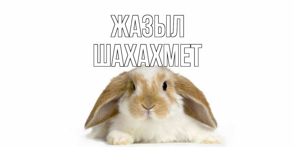Күн сайын ашық хат с именем, ШАХАХМЕТ Жазыл вислоухий кролик белого и коричневого цвета Онлайн тегін жүктеп алу тілектері бар керемет карта 