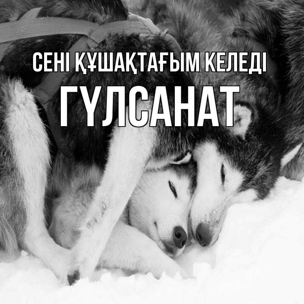 Күн сайын ашық хат с именем, ГҮЛСАНАТ сені құшақтағым келеді собачки в упряжке Онлайн тегін жүктеп алу тілектері бар керемет карта 