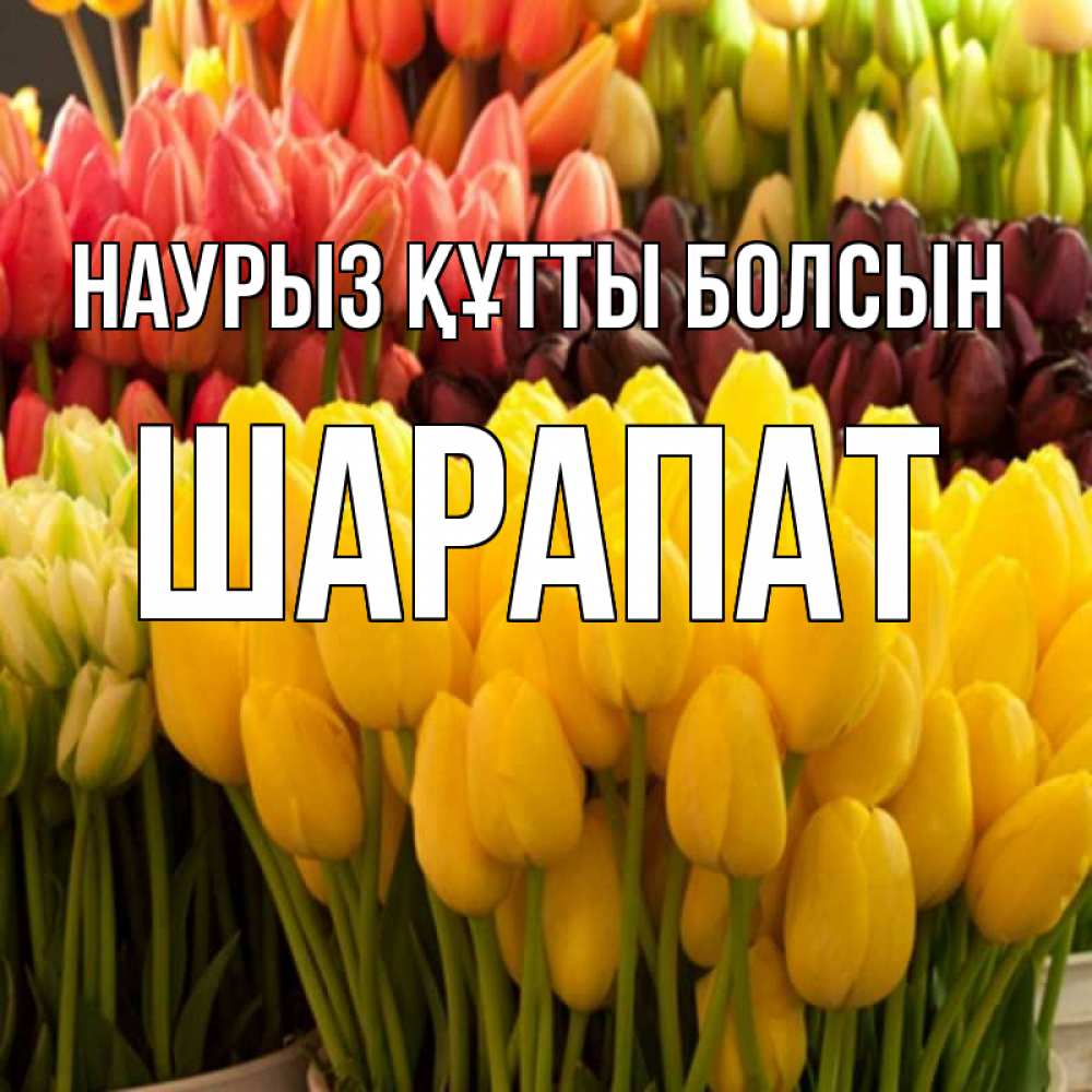Күн сайын ашық хат с именем, ШАРАПАТ Наурыз құтты болсын цветы Онлайн тегін жүктеп алу тілектері бар керемет карта 