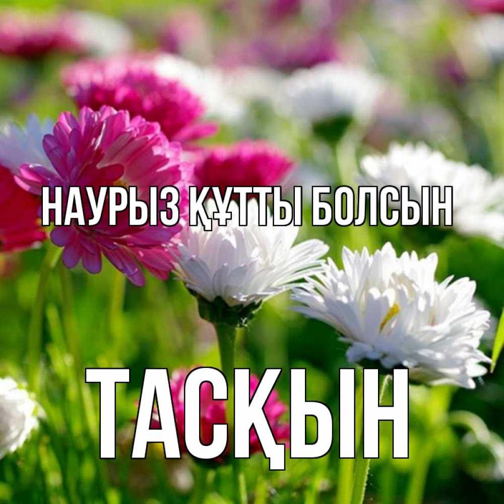 Күн сайын ашық хат с именем, ТАСҚЫН Наурыз құтты болсын наурыз Онлайн тегін жүктеп алу тілектері бар керемет карта 