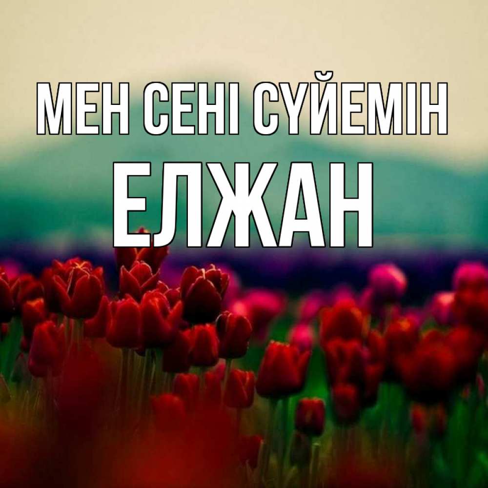 Күн сайын ашық хат с именем, Елжан Мен сені сүйемін тюльпаны 4 Онлайн тегін жүктеп алу тілектері бар керемет карта 