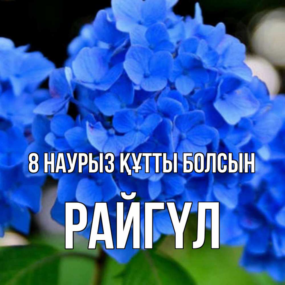 Күн сайын ашық хат с именем, РАЙГҮЛ 8 наурыз құтты болсын синие цветы Онлайн тегін жүктеп алу тілектері бар керемет карта 