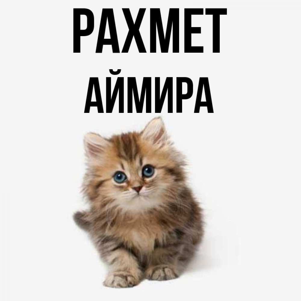 Күн сайын ашық хат с именем, АЙМИРА рахмет пушистый котик Онлайн тегін жүктеп алу тілектері бар керемет карта 