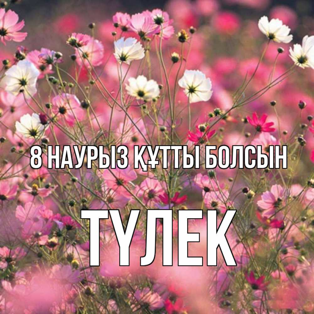 Күн сайын ашық хат с именем, ТҮЛЕК 8 наурыз құтты болсын красиво 1 Онлайн тегін жүктеп алу тілектері бар керемет карта 