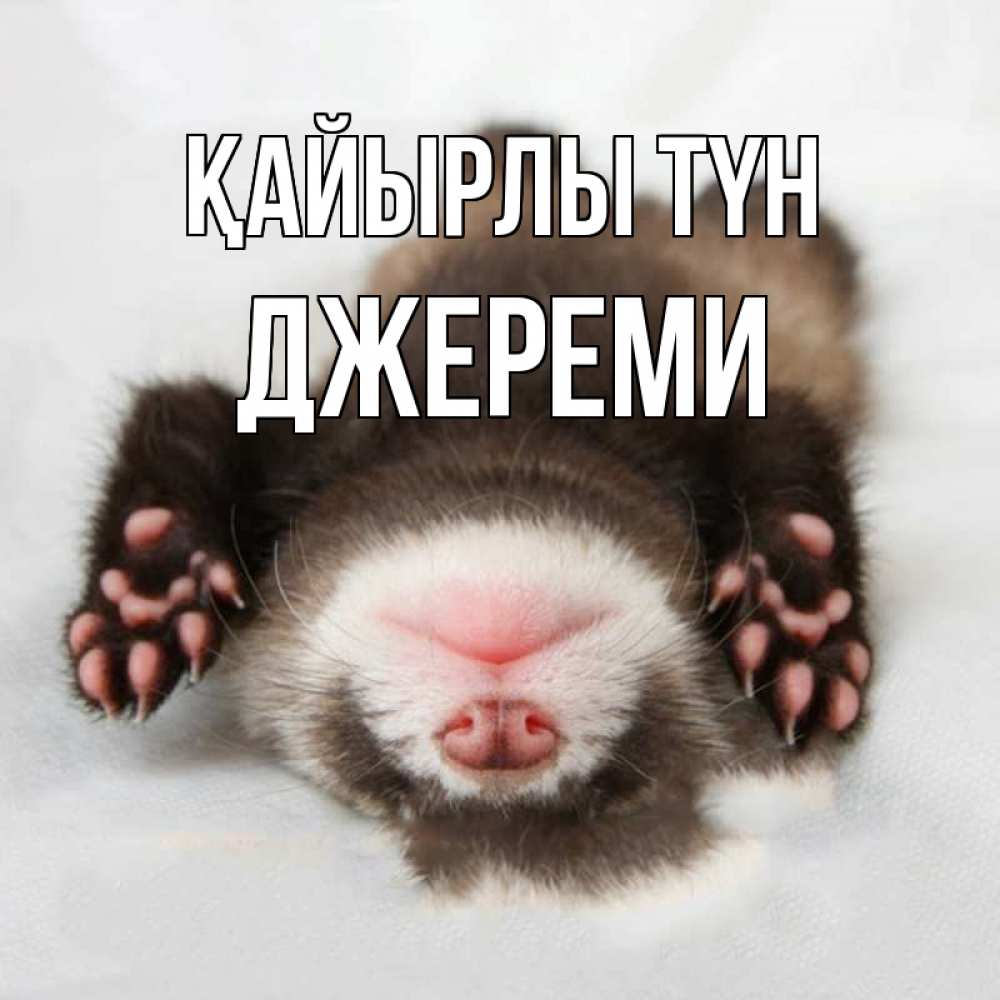 Күн сайын ашық хат с именем, Джереми Қайырлы түн зверек Онлайн тегін жүктеп алу тілектері бар керемет карта 