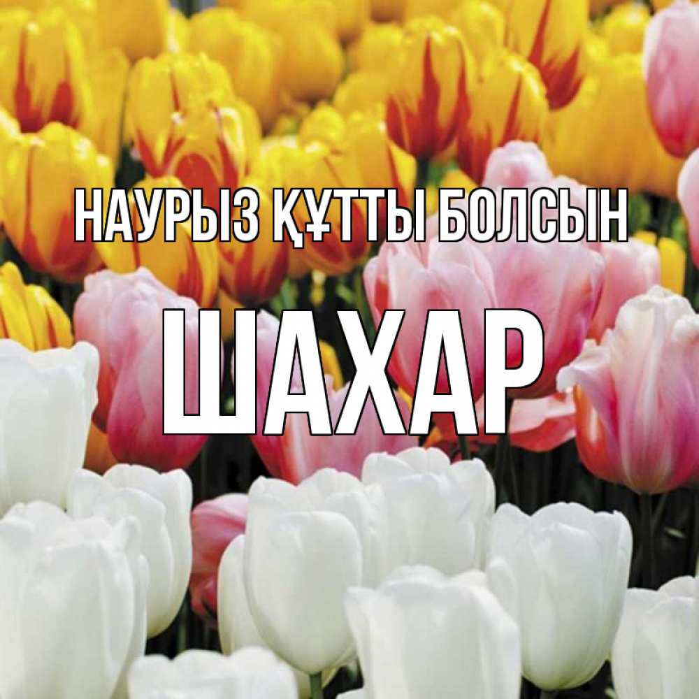 Күн сайын ашық хат с именем, ШАХАР Наурыз құтты болсын разноцветные цветы Онлайн тегін жүктеп алу тілектері бар керемет карта 