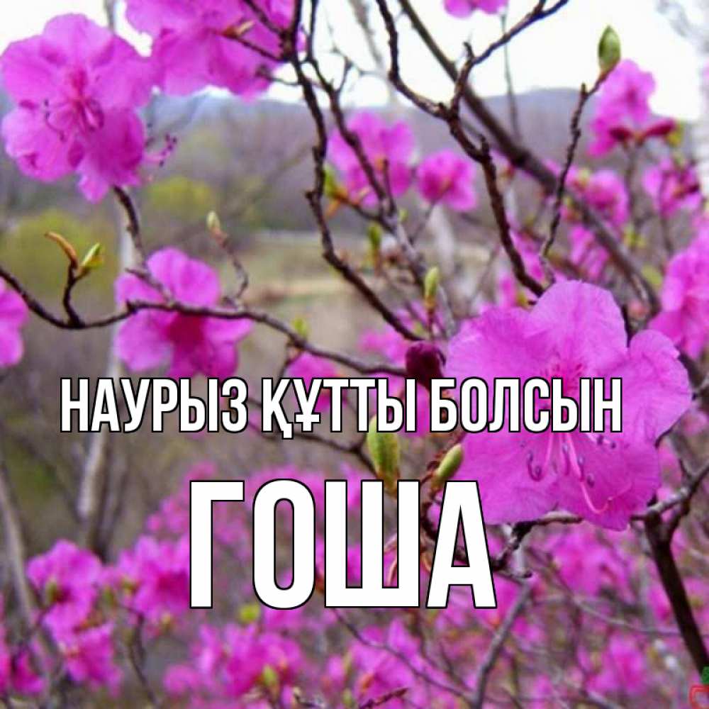 Күн сайын ашық хат с именем, Гоша Наурыз құтты болсын наурыз мейрамы кутты болсын Онлайн тегін жүктеп алу тілектері бар керемет карта 