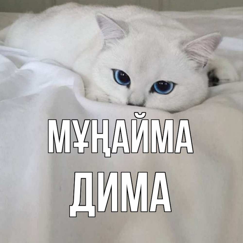 Күн сайын ашық хат с именем, Дима Мұңайма белый кот с голубыми глазами на белоснежной кровати Онлайн тегін жүктеп алу тілектері бар керемет карта 