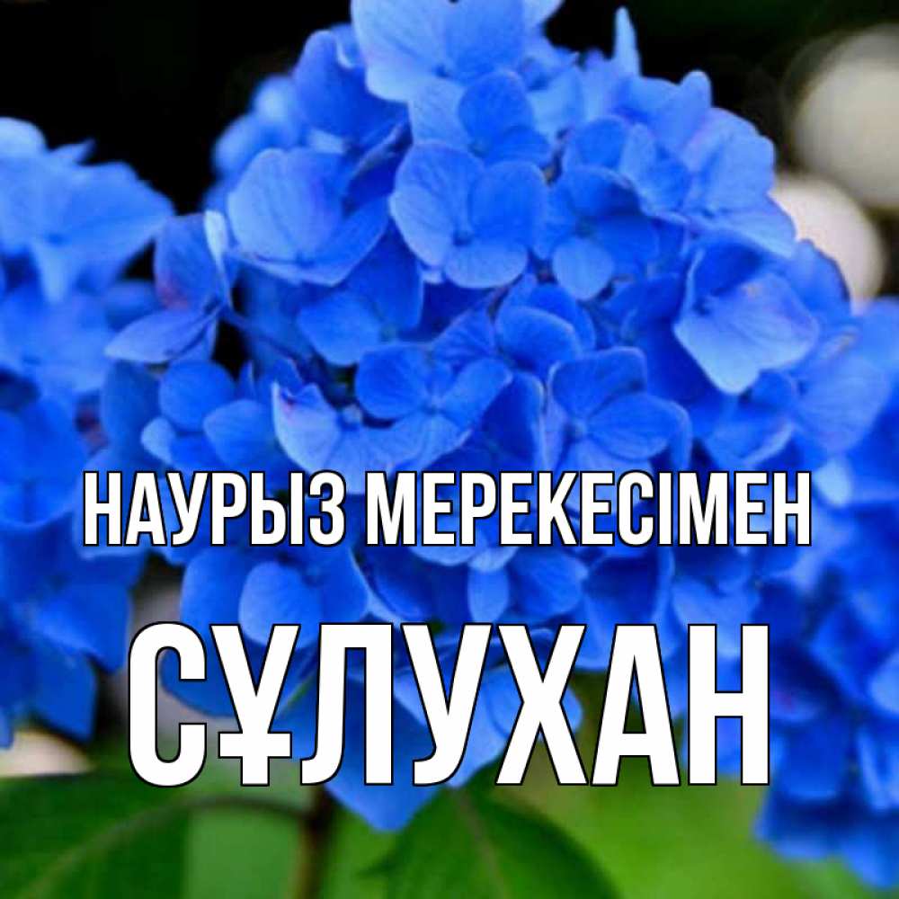Күн сайын ашық хат с именем, СҰЛУХАН Наурыз мерекесімен синие цветы Онлайн тегін жүктеп алу тілектері бар керемет карта 