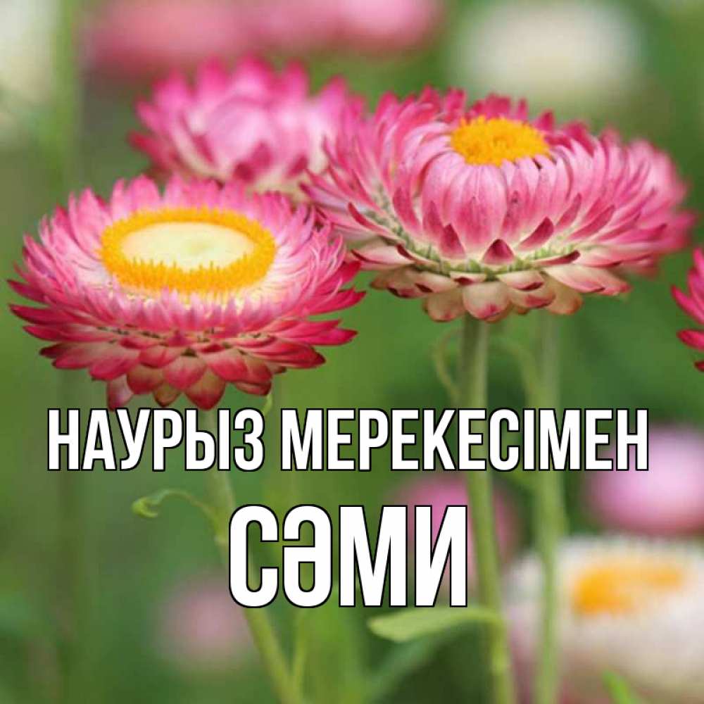 Күн сайын ашық хат с именем, СӘМИ Наурыз мерекесімен подарок на международный женский день Онлайн тегін жүктеп алу тілектері бар керемет карта 