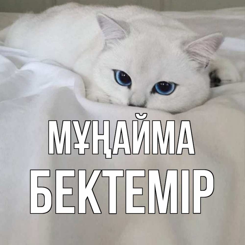 Күн сайын ашық хат с именем, Бектемір Мұңайма белый кот с голубыми глазами на белоснежной кровати Онлайн тегін жүктеп алу тілектері бар керемет карта 
