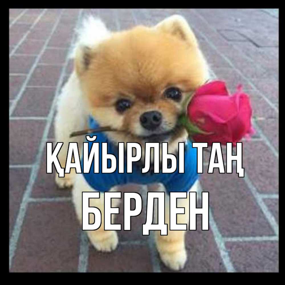 Күн сайын ашық хат с именем, Берден Қайырлы таң роза в зубах Онлайн тегін жүктеп алу тілектері бар керемет карта 