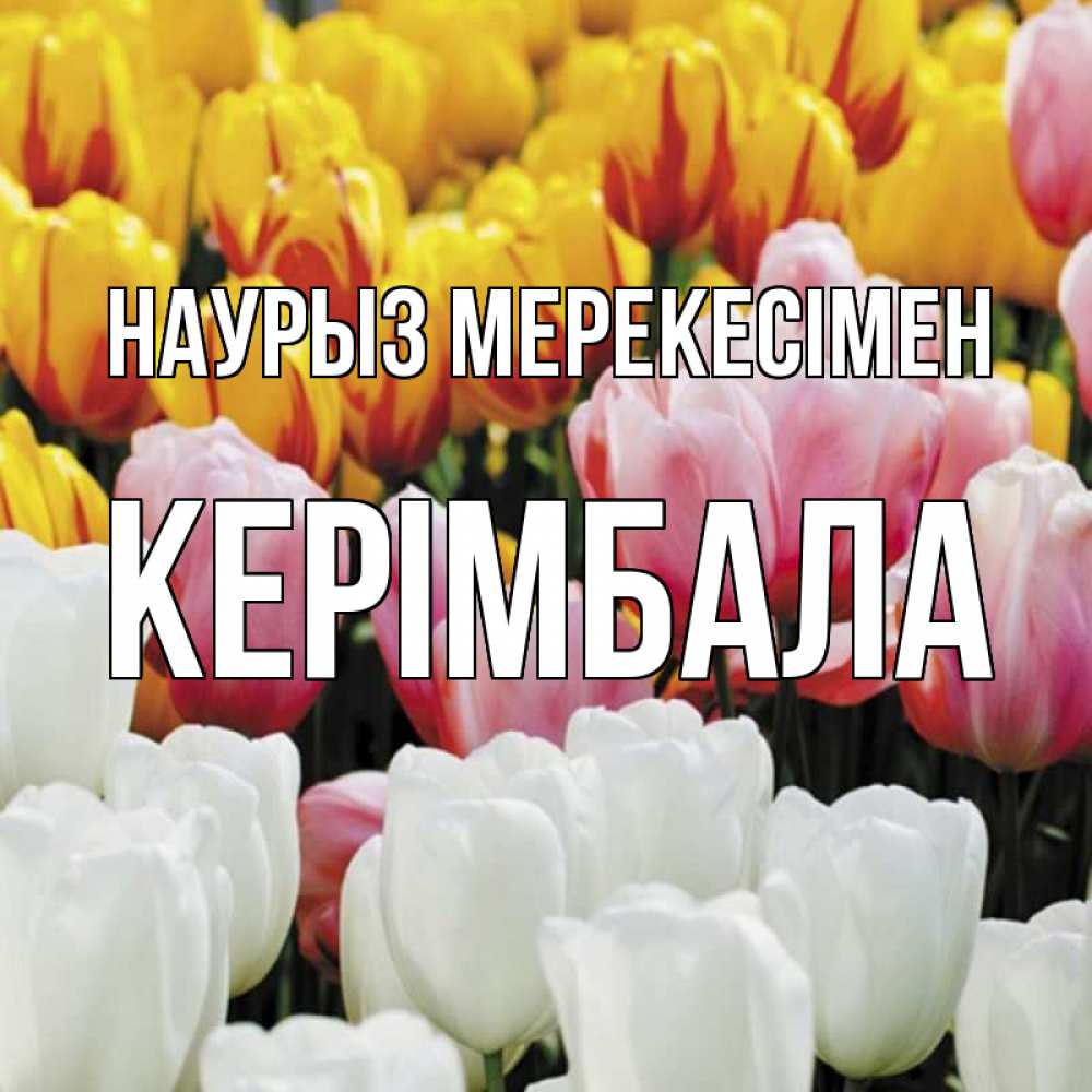 Күн сайын ашық хат с именем, КЕРІМБАЛА Наурыз мерекесімен разноцветные цветы Онлайн тегін жүктеп алу тілектері бар керемет карта 