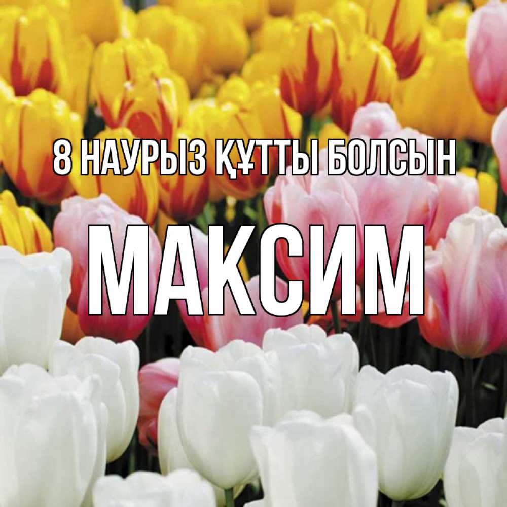 Күн сайын ашық хат с именем, Максим 8 наурыз құтты болсын разноцветные цветы Онлайн тегін жүктеп алу тілектері бар керемет карта 