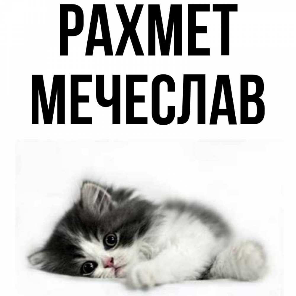 Күн сайын ашық хат с именем, Мечеслав рахмет черный и белый кот Онлайн тегін жүктеп алу тілектері бар керемет карта 